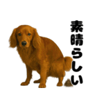 うんこ中の犬。（個別スタンプ：31）