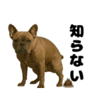 うんこ中の犬。（個別スタンプ：32）