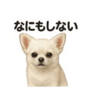 引きこもりチワワの日常スタンプ（個別スタンプ：8）