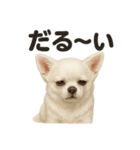 引きこもりチワワの日常スタンプ（個別スタンプ：11）