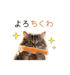 毎日猫⭐︎食べ物ダジャレ（個別スタンプ：1）