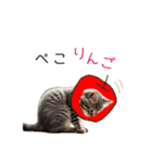 毎日猫⭐︎食べ物ダジャレ（個別スタンプ：6）