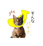 毎日猫⭐︎食べ物ダジャレ（個別スタンプ：7）