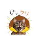 毎日猫⭐︎食べ物ダジャレ（個別スタンプ：9）