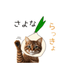 毎日猫⭐︎食べ物ダジャレ（個別スタンプ：12）