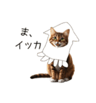 毎日猫⭐︎食べ物ダジャレ（個別スタンプ：13）