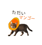 毎日猫⭐︎食べ物ダジャレ（個別スタンプ：17）