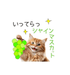 毎日猫⭐︎食べ物ダジャレ（個別スタンプ：22）