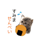 毎日猫⭐︎食べ物ダジャレ（個別スタンプ：23）