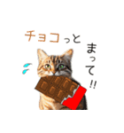 毎日猫⭐︎食べ物ダジャレ（個別スタンプ：27）