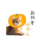 毎日猫⭐︎食べ物ダジャレ（個別スタンプ：29）
