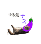毎日猫⭐︎食べ物ダジャレ（個別スタンプ：31）