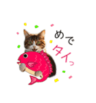 毎日猫⭐︎食べ物ダジャレ（個別スタンプ：32）