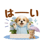 大人可愛いシーズーで梅雨の気づかい敬語（個別スタンプ：3）