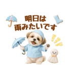大人可愛いシーズーで梅雨の気づかい敬語（個別スタンプ：13）