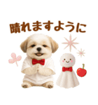 大人可愛いシーズーで梅雨の気づかい敬語（個別スタンプ：15）