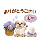 大人可愛いシーズーで梅雨の気づかい敬語（個別スタンプ：18）