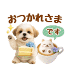 大人可愛いシーズーで梅雨の気づかい敬語（個別スタンプ：19）