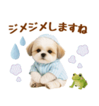 大人可愛いシーズーで梅雨の気づかい敬語（個別スタンプ：23）