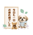 大人可愛いシーズーで梅雨の気づかい敬語（個別スタンプ：28）