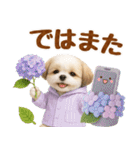 大人可愛いシーズーで梅雨の気づかい敬語（個別スタンプ：31）
