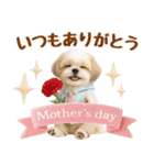 大人可愛いシーズーで梅雨の気づかい敬語（個別スタンプ：39）