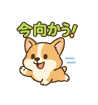 ころころコーギースタンプ（個別スタンプ：3）