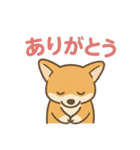 ころころコーギースタンプ（個別スタンプ：18）