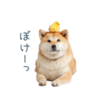 リアクション実写柴犬【連絡用・日常会話】（個別スタンプ：1）