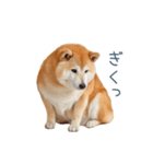 リアクション実写柴犬【連絡用・日常会話】（個別スタンプ：2）