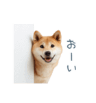リアクション実写柴犬【連絡用・日常会話】（個別スタンプ：3）