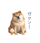リアクション実写柴犬【連絡用・日常会話】（個別スタンプ：4）