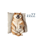 リアクション実写柴犬【連絡用・日常会話】（個別スタンプ：5）