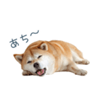 リアクション実写柴犬【連絡用・日常会話】（個別スタンプ：6）
