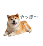 リアクション実写柴犬【連絡用・日常会話】（個別スタンプ：7）