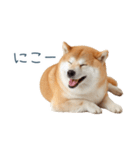 リアクション実写柴犬【連絡用・日常会話】（個別スタンプ：8）