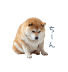 リアクション実写柴犬【連絡用・日常会話】（個別スタンプ：9）