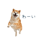 リアクション実写柴犬【連絡用・日常会話】（個別スタンプ：10）
