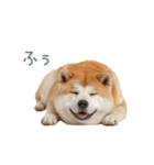 リアクション実写柴犬【連絡用・日常会話】（個別スタンプ：11）