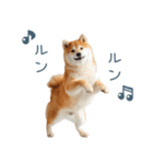リアクション実写柴犬【連絡用・日常会話】（個別スタンプ：12）