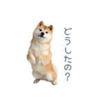 リアクション実写柴犬【連絡用・日常会話】（個別スタンプ：13）