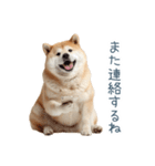 リアクション実写柴犬【連絡用・日常会話】（個別スタンプ：15）