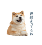 リアクション実写柴犬【連絡用・日常会話】（個別スタンプ：16）