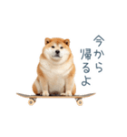 リアクション実写柴犬【連絡用・日常会話】（個別スタンプ：18）