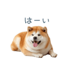 リアクション実写柴犬【連絡用・日常会話】（個別スタンプ：19）