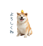 リアクション実写柴犬【連絡用・日常会話】（個別スタンプ：20）
