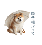 リアクション実写柴犬【連絡用・日常会話】（個別スタンプ：21）