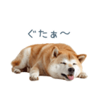 リアクション実写柴犬【連絡用・日常会話】（個別スタンプ：22）