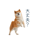 リアクション実写柴犬【連絡用・日常会話】（個別スタンプ：23）