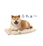 リアクション実写柴犬【連絡用・日常会話】（個別スタンプ：25）